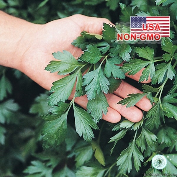 hat giong parsley thang   khong lo y  petroselinium crispum