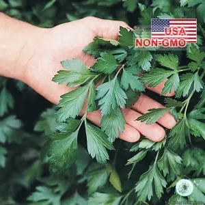 Hạt Giống Parsley Thẳng - Khổng Lồ Ý (Petroselinum crispum)