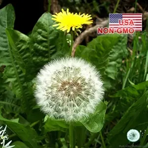 Hạt Giống Rau Bồ Công Anh (Taraxacum officinale)