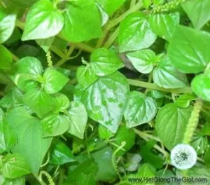Hạt Giống Rau Cang Cua (Peperomia pellucida)
