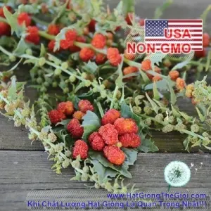 Hạt Giống Rau Chân Vịt - Dâu Tây (Chenopodium capitatum)