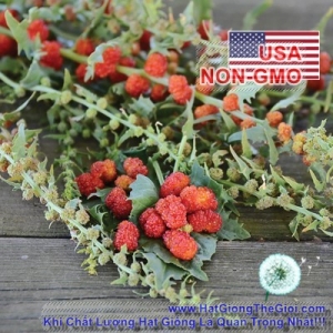 hat giong rau chan vit   dau tay  chenopodium capitatum