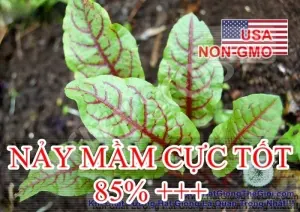 Hạt Giống Rau Chua Sorrel - Red Vein Lâu Năm (Rumex sanguineus)
