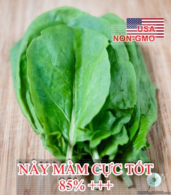 hat giong rau chua sorrel  rumex acetosa