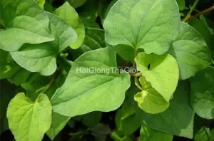 Hạt Giống Rau Dấp Cá