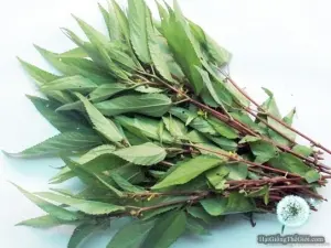 Hạt Giống Rau Đay Đỏ (Corchorus)