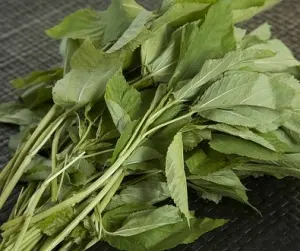 Hạt Giống Rau Đay Xanh (Corchorus)