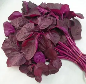Hạt Giống Rau Dền Đỏ (Amaranthus viridis)