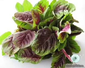 Hạt Giống Rau Dền Tiều (Amaranthus viridis)