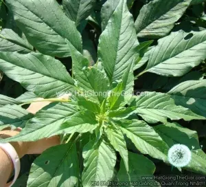 Hạt Giống Rau Dền Xanh (Amaranthus viridis)