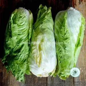 Hạt Giống Rau Diếp Xoăn Bắp Cải F1 TG375