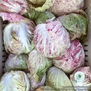 Hạt Giống Rau Diếp Xoăn Cuộn Chấm Đỏ F1 TG376