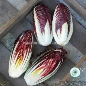 Hạt Giống Rau Diếp Xoăn Đỏ Dài F1 TG374
