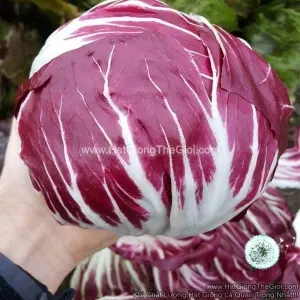 Hạt Giống Rau Diếp Xoăn Radicchio Leonardo F1