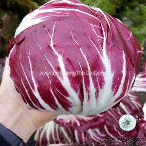 hat giong rau diep xoan radicchio leonardo f1