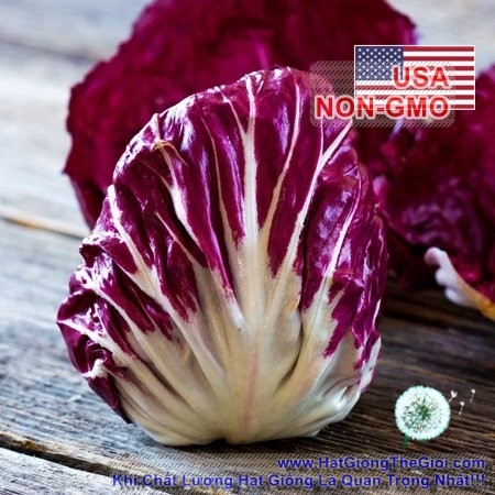 hat giong rau diep xoan radicchio   rosa  cichorium intybus