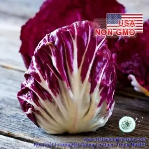Hạt Giống Rau Diếp Xoăn Radicchio - Rosa (Cichorium intybus)