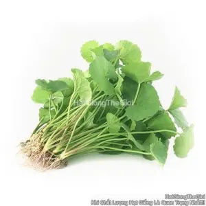 Hạt Giống Rau Má Lá Lớn