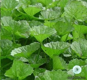 Hạt Giống Rau Má - Lá Nhỏ (Centella asiatica)