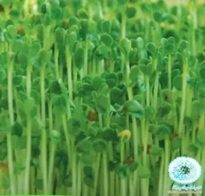 Hạt Giống Rau Mầm - Cải Ngọt (Brassica juncea)