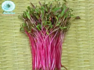 Hạt Giống Rau Mầm Củ Dền Đỏ (Beta vulgaris)