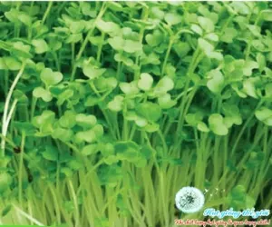 Hạt Giống Rau Mầm Cải Bẹ Xanh (Brassica juncea)