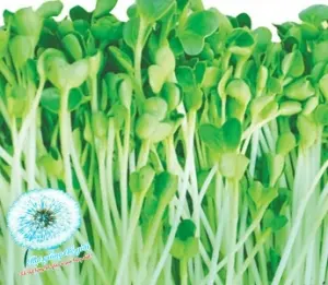 Hạt Giống Rau Mầm - Cải Thìa (Brassica rapa chinensis)
