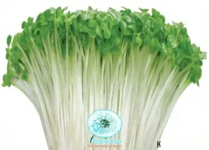 Hạt Giống Rau Mầm - Củ Cải Trắng (Raphanus sativus)