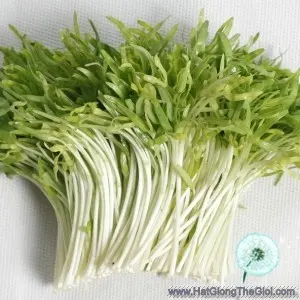 Hạt Giống Rau Mầm Rau Muống (Ipomoea aquatica)
