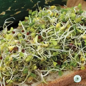 Hạt Giống Rau Mầm Súp Lơ (Brassica oleracea)