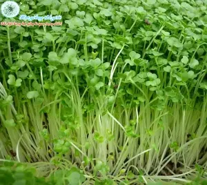 Hạt Giống Rau Mầm Hướng Dương