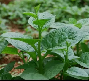 Hạt Giống Rau Mồng Tơi (Basella alba)