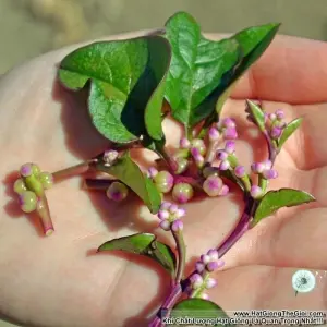 Hạt Giống Rau Mồng Tơi Đỏ (Basella alba)