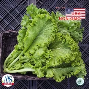 Hạt Giống Cải Mù Tạt - Chịu Hạn Green Wave (Brassica juncea)