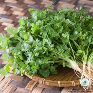 Hạt Giống Rau Mùi - Ngò Ta (Apiaceae)