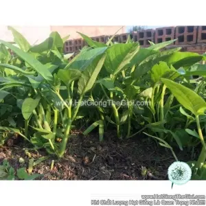 Hạt Giống Rau Muống Lá Tròn
