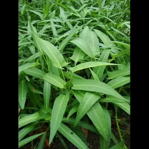 Hạt Giống Rau Muống Tre Thái Lan (Ipomoea aquatica)