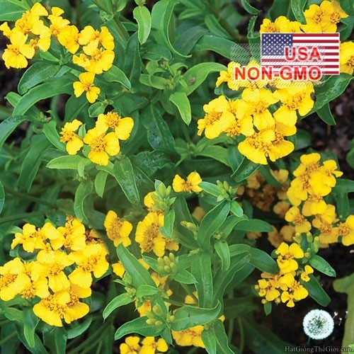 hat giong bac ha mexico   thom de trong  tagetes lucida