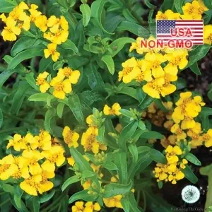 Hạt Giống Bạc Hà Mexico - Thơm, Dễ Trồng (Tagetes lucida)