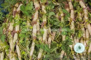 Hạt Giống Rau Nhút Rau Rút Dút