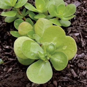 Hạt Giống Rau Sam Lá To