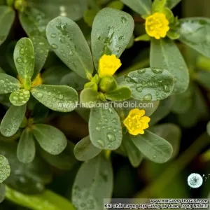 Hạt Giống Rau Sam (Portulaca oleracea sativa)
