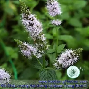 Hạt Giống Húng Bạc Hà Âu Peppermint (Mentha piperita)