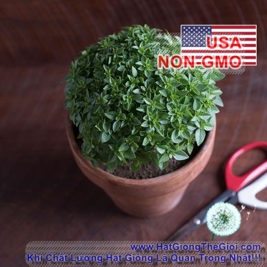 hat giong hung tay basil bui lun 15cm piccolino  ocimum basilicum
