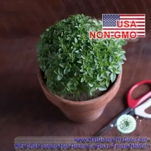 Hạt Giống Húng Tây Basil Bụi Lùn 15cm Piccolino (Ocimum basilicum)