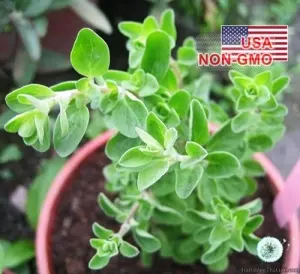 Hạt Giống Sweet Marjoram - Kinh Giới Ngọt (Origanum majorana)