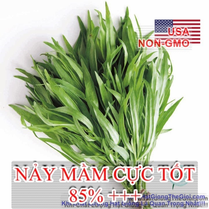 hat giong ngai giam tarragon nga  artemisia dracunculoides