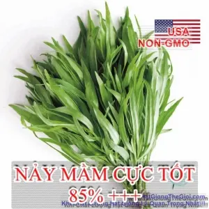 Hạt Giống Ngải Giấm Tarragon Nga (Artemisia dracunculoides.)