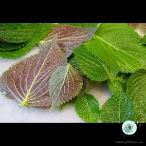 Hạt Giống Rau Tía Tô (Perilla frutescens)