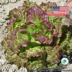 Hạt Giống Rau Xà Lách - Giòn Ngọt Prizehead (Lactuca sativa)